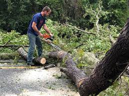 Best Lot and Land Clearing  in Clintonville, WI