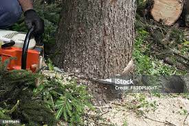 Best Tree Disease Treatment  in Clintonville, WI