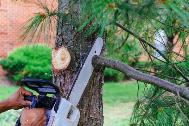 Best Pest Control for Lawns  in Clintonville, WI